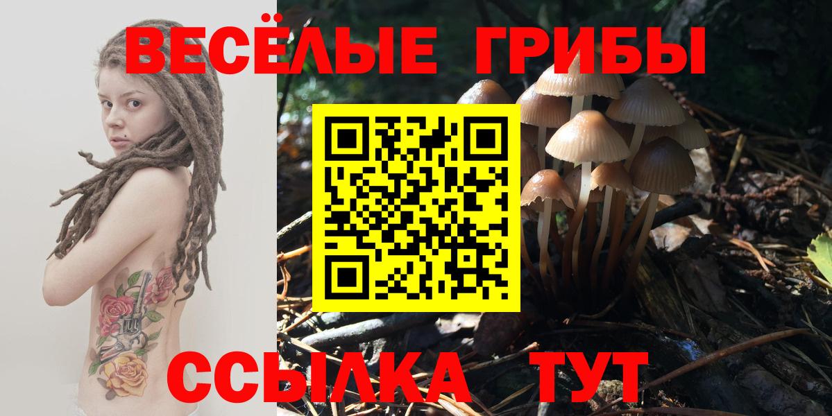 Псилоцибиновые грибы Psilocybe Ленинск-Кузнецкий